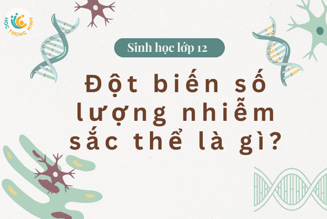 Cover Image for Sinh học lớp 12: Đột biến số lượng nhiễm sắc thể là gì? Cho ví dụ và bài tập